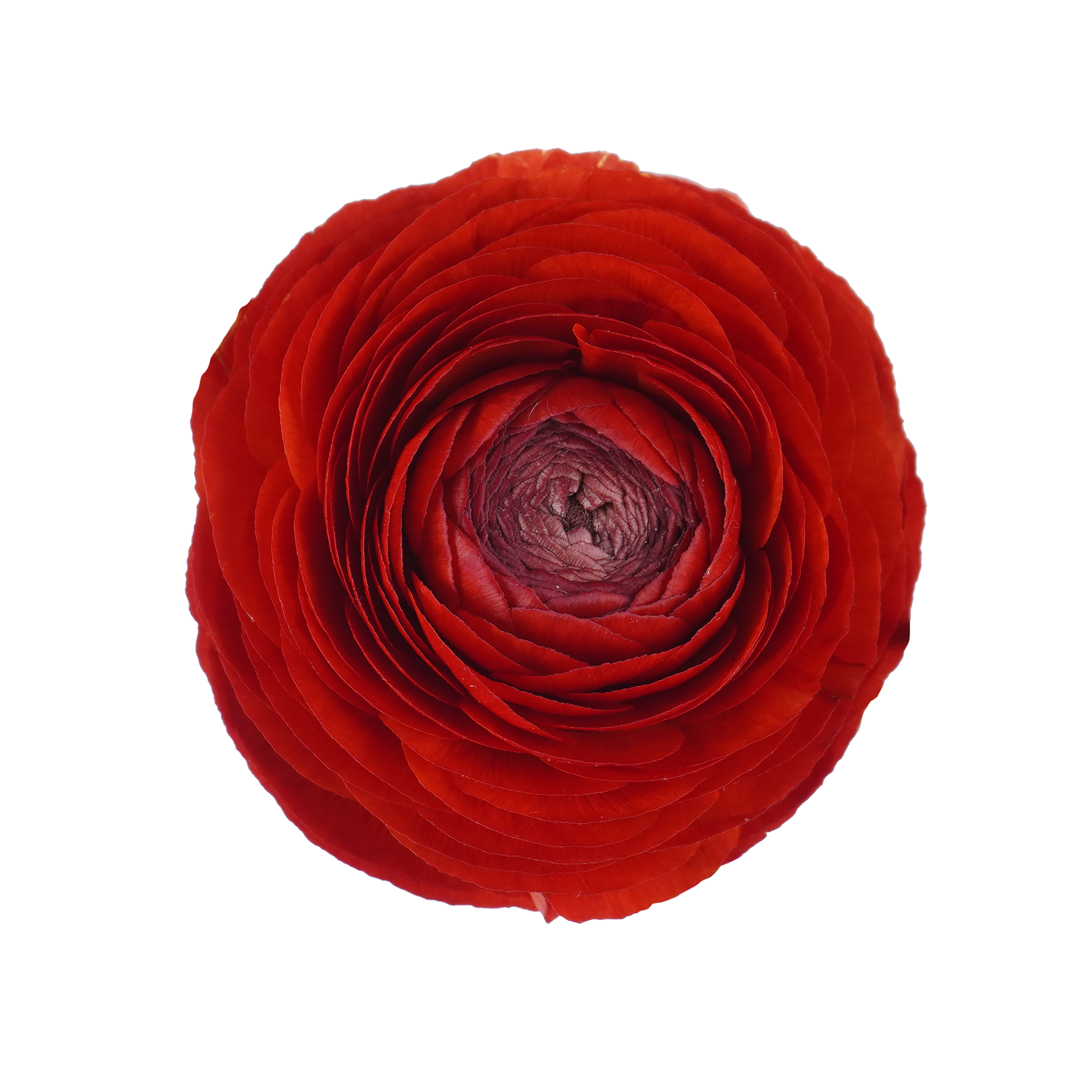 Ranunculus Red