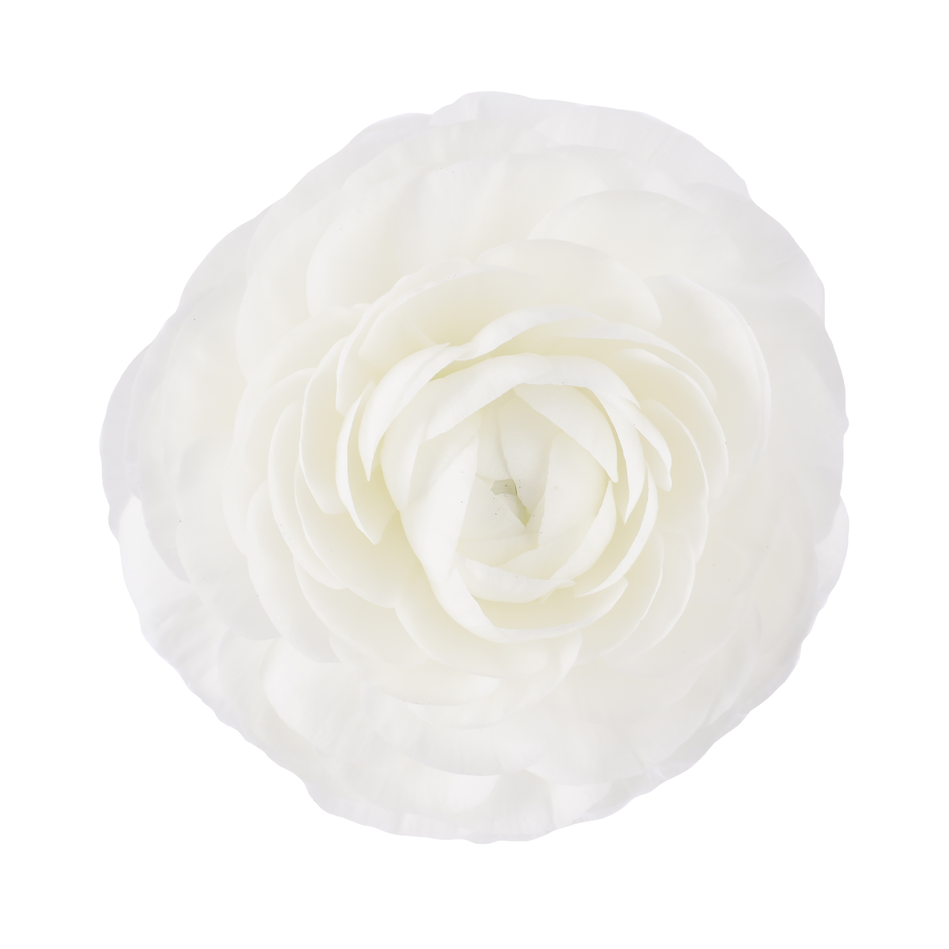 Ranunculus	White