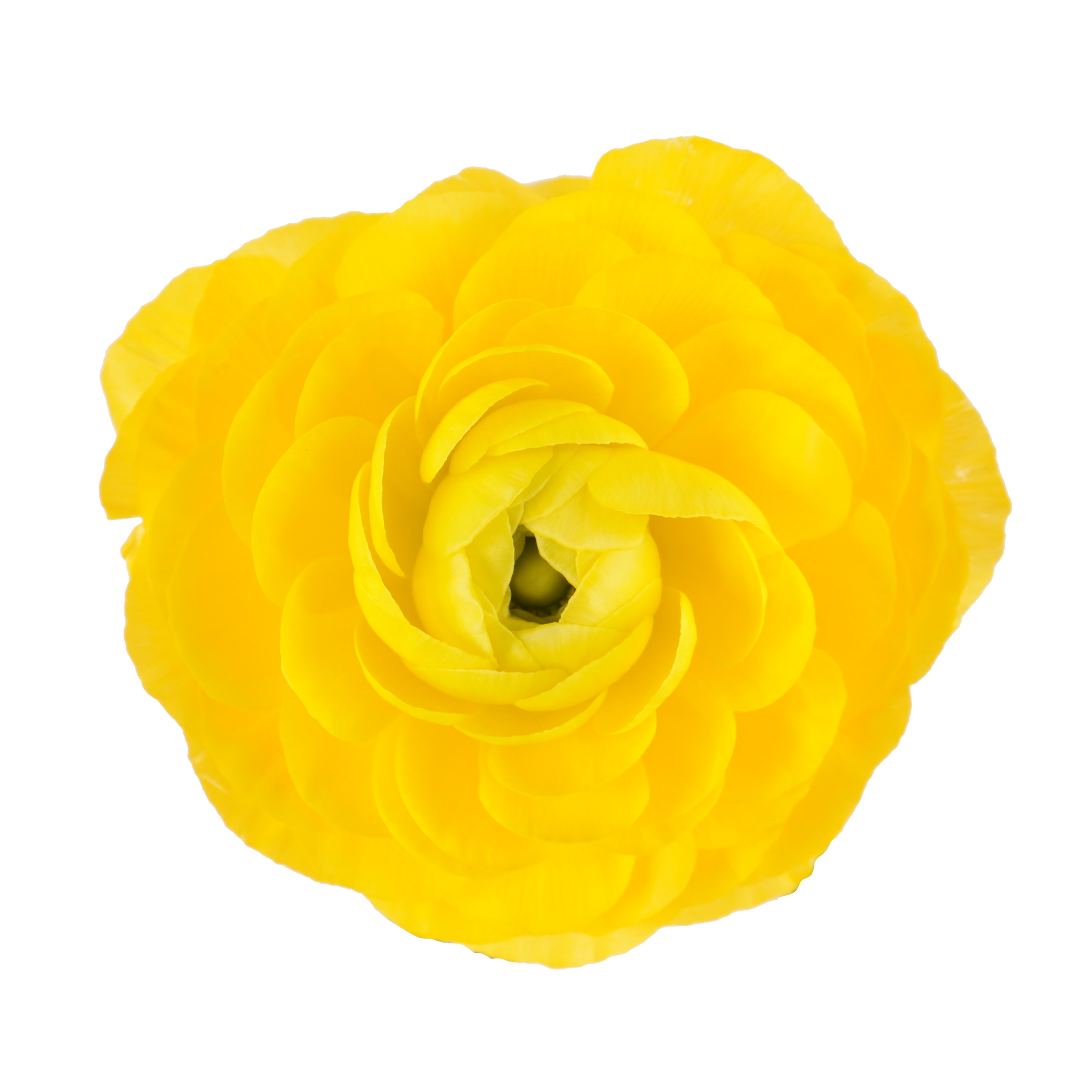 Ranunculus Yellow