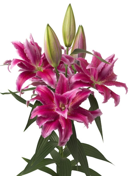 Roselily Hot Pink