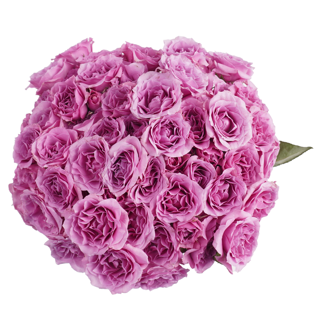 Wholesale Spray Roses, buy Spray Roses in Bulk | WholesaleFlowers.net