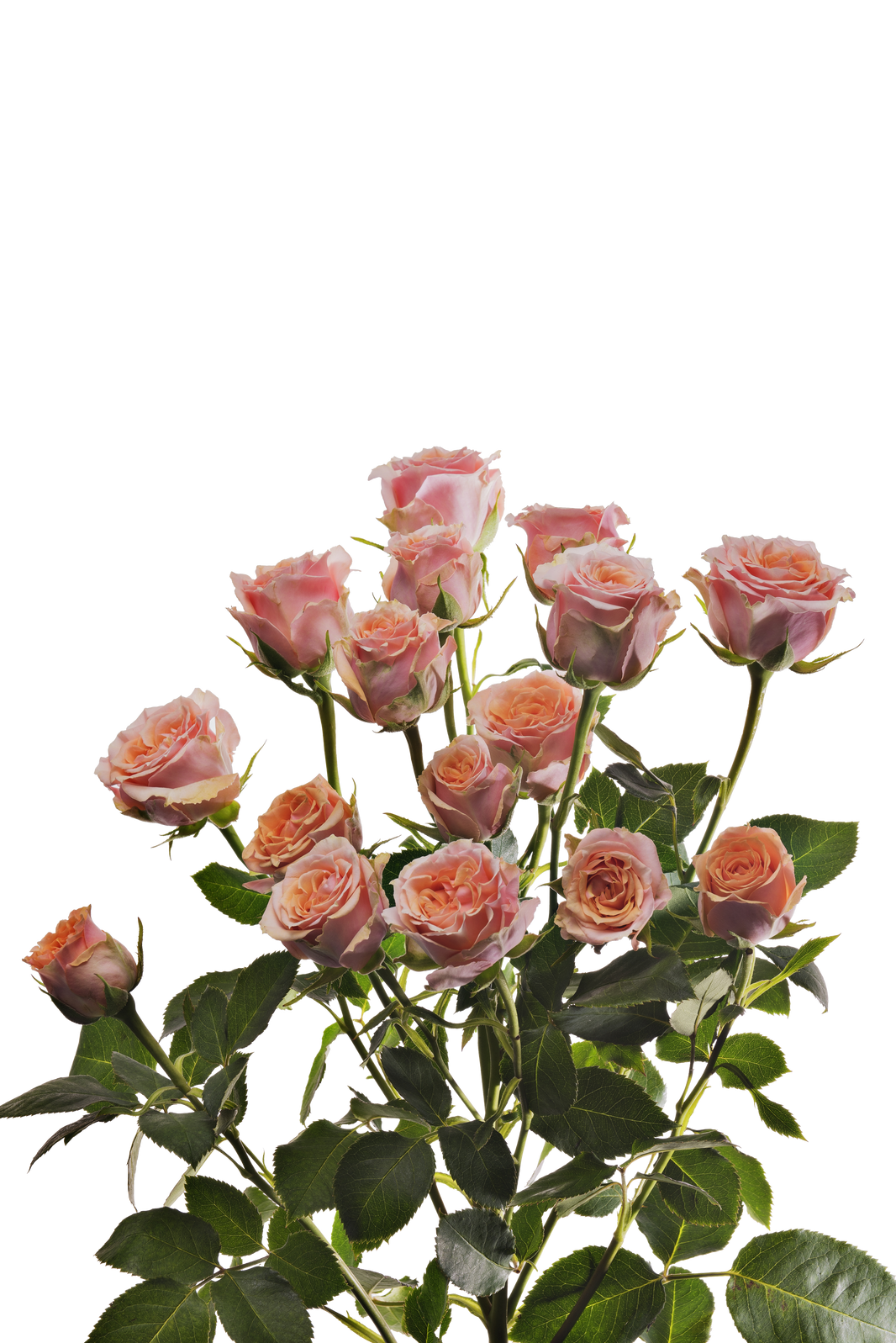 Wholesale Spray Roses, buy Spray Roses in Bulk | WholesaleFlowers.net