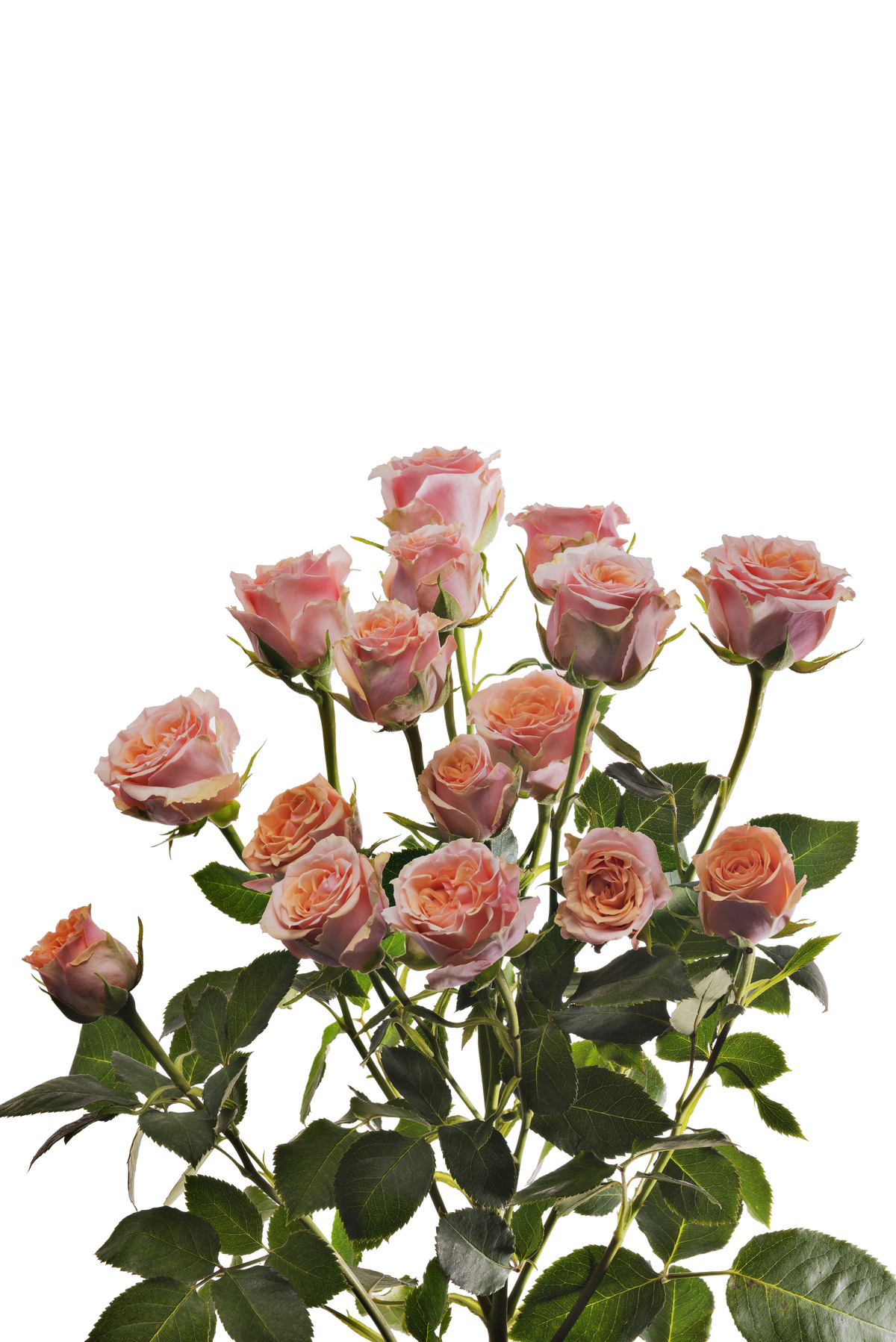 Peach Spray Roses - Fresh Cut Flowers | WholesaleFlowers.net