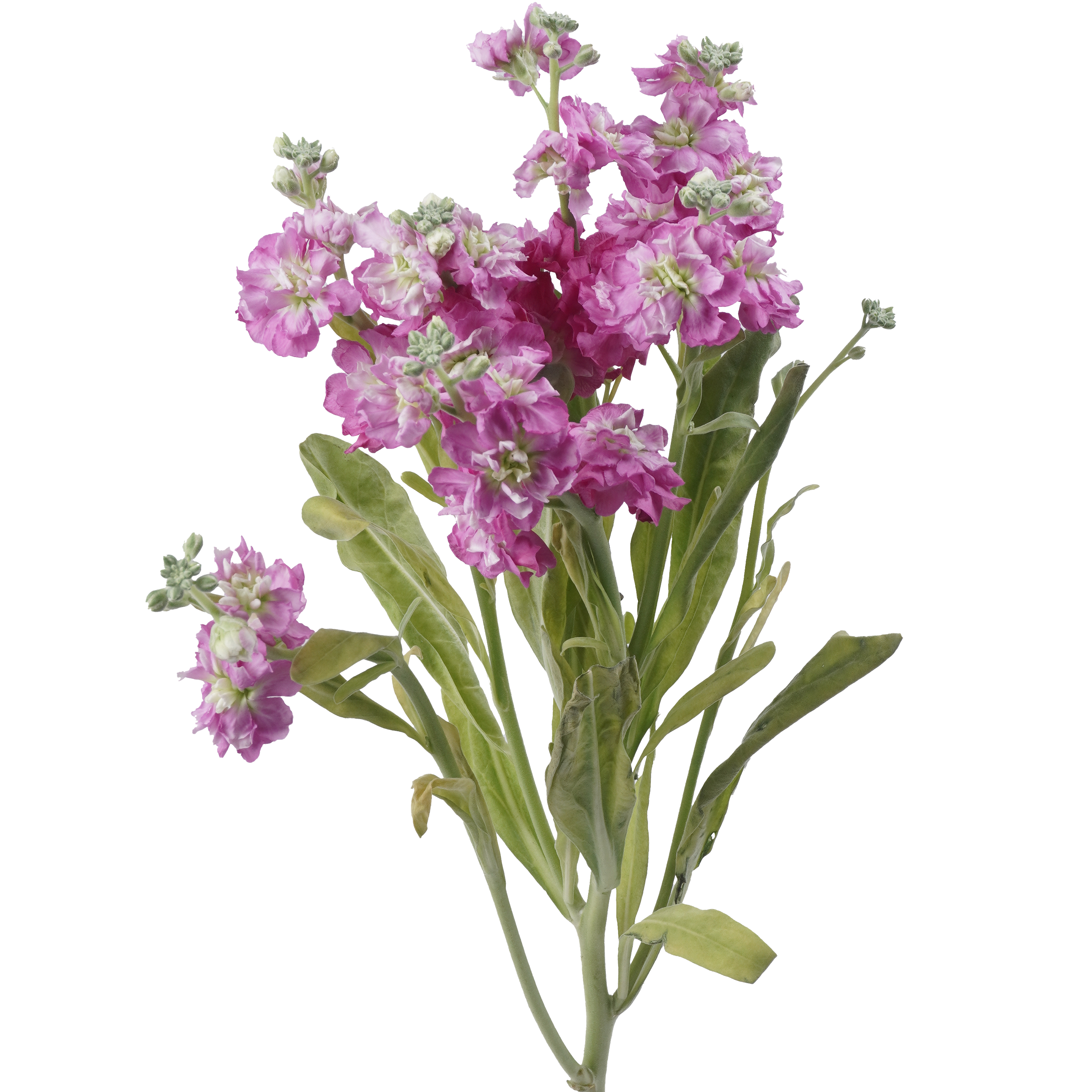 Stock Spray	Pink