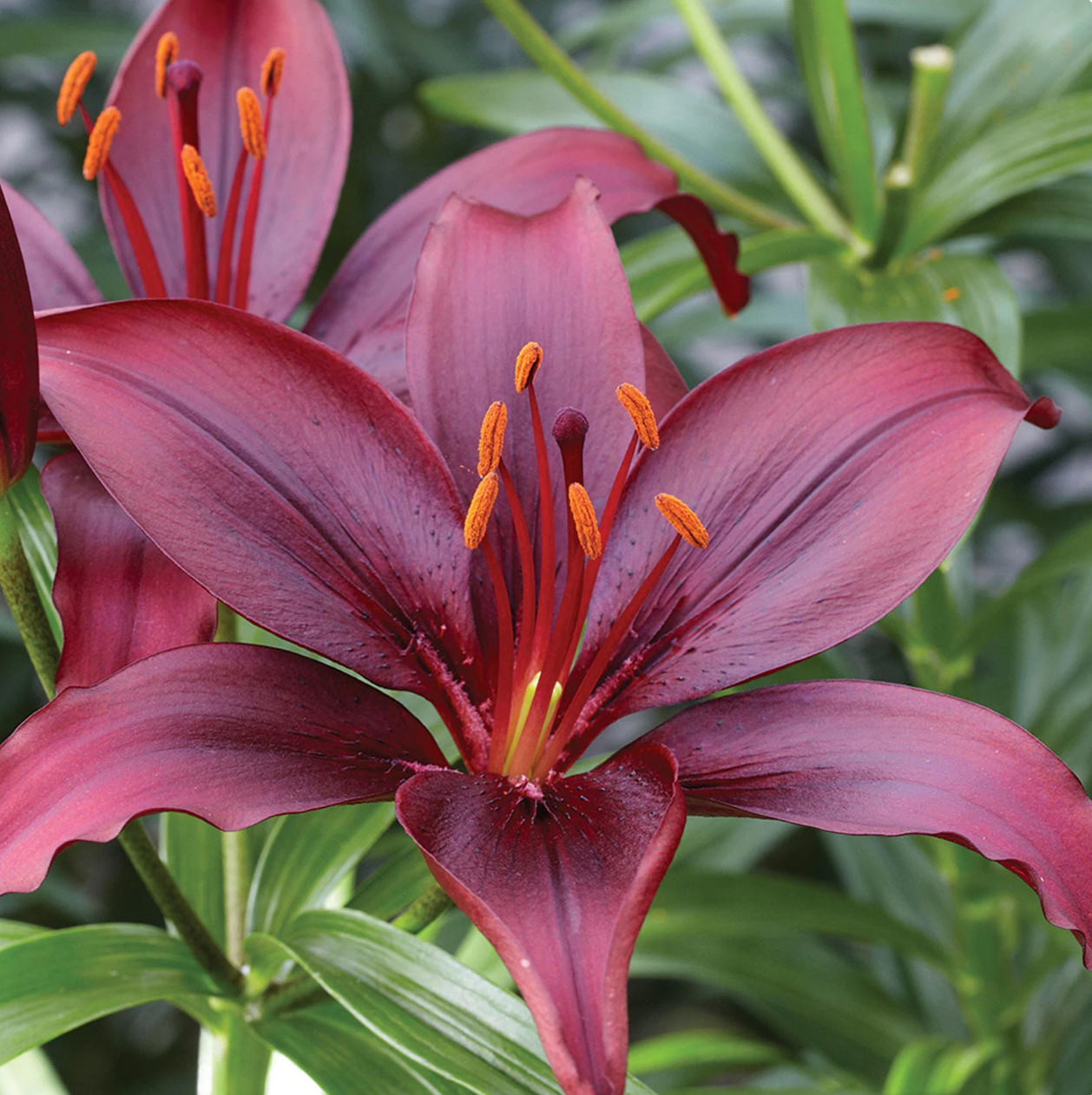 burgundy lily flower Burgundy Oriental Lily - Elegant Bloom Stems