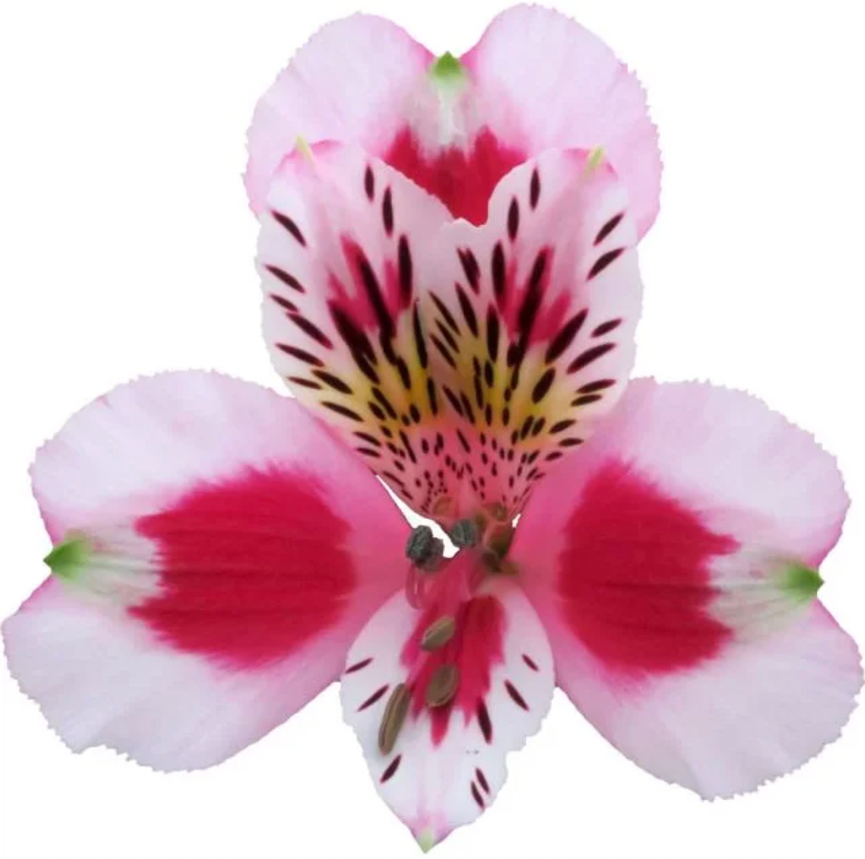 Alstroemeria	Bicolor White - Hot Pink