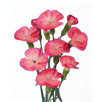 Solomio Pink, wholesale Solomio | WholesaleFlowers.net