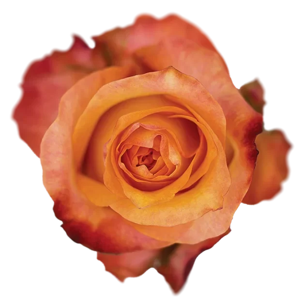 Orange Roses, wholesale roses, Twilight Roses | WholesaleFlowers.net