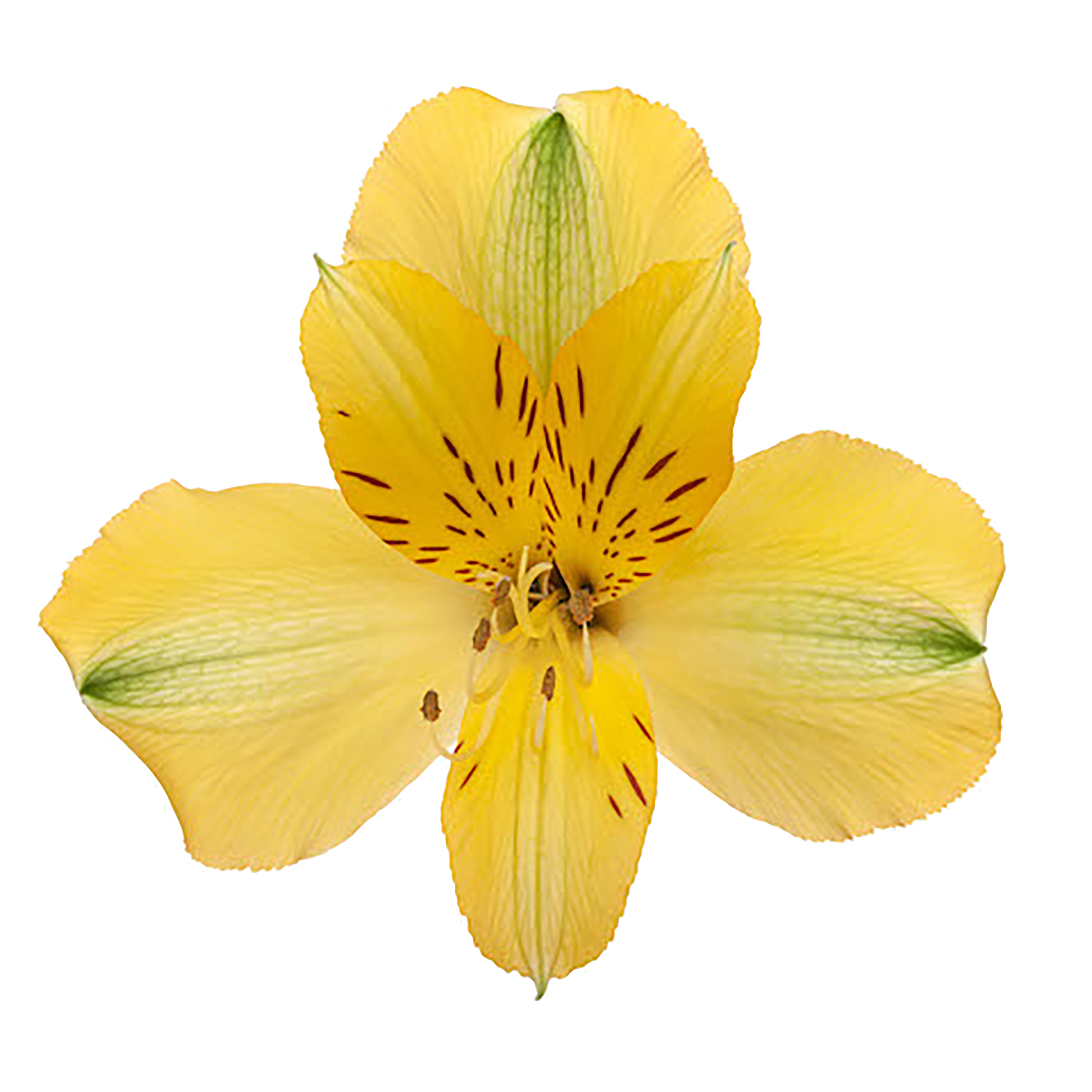 Alstroemeria Yellow