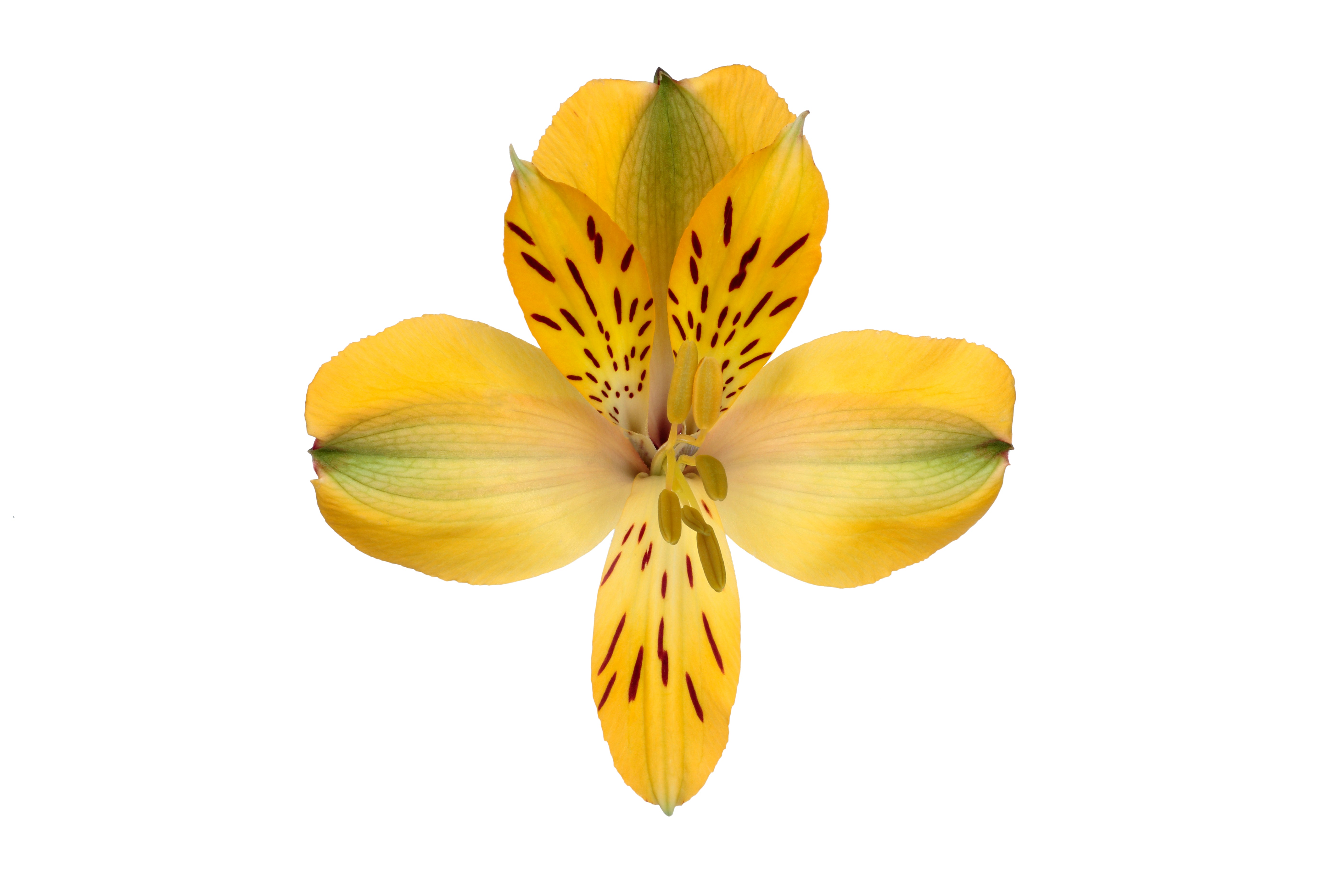 Alstroemeria Yellow