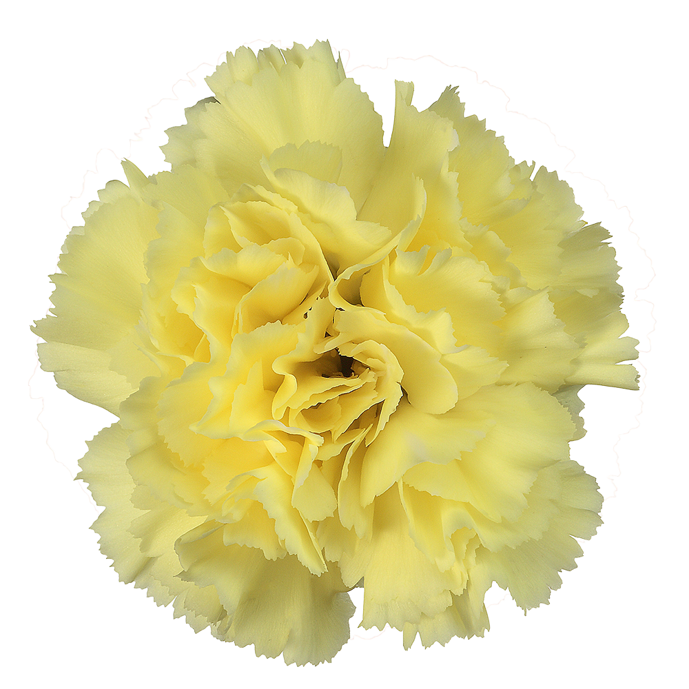Sim Carnations Yellow Carnation - Fresh Cut Flowers | WholesaleFlowers.net