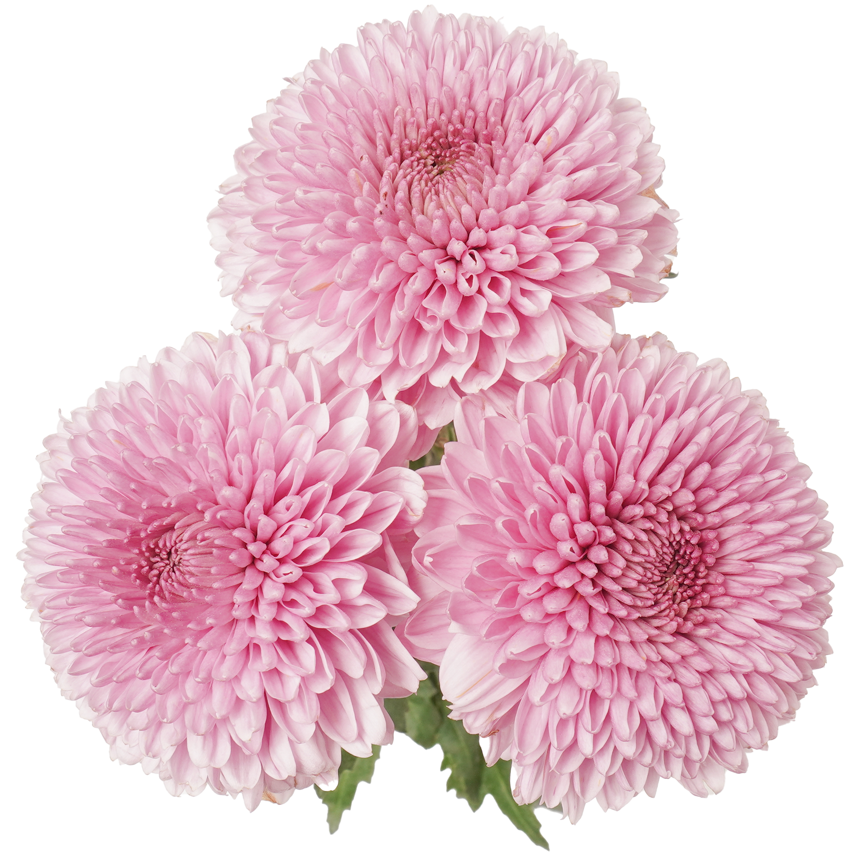 Bombon Chrysanthemum	Pink