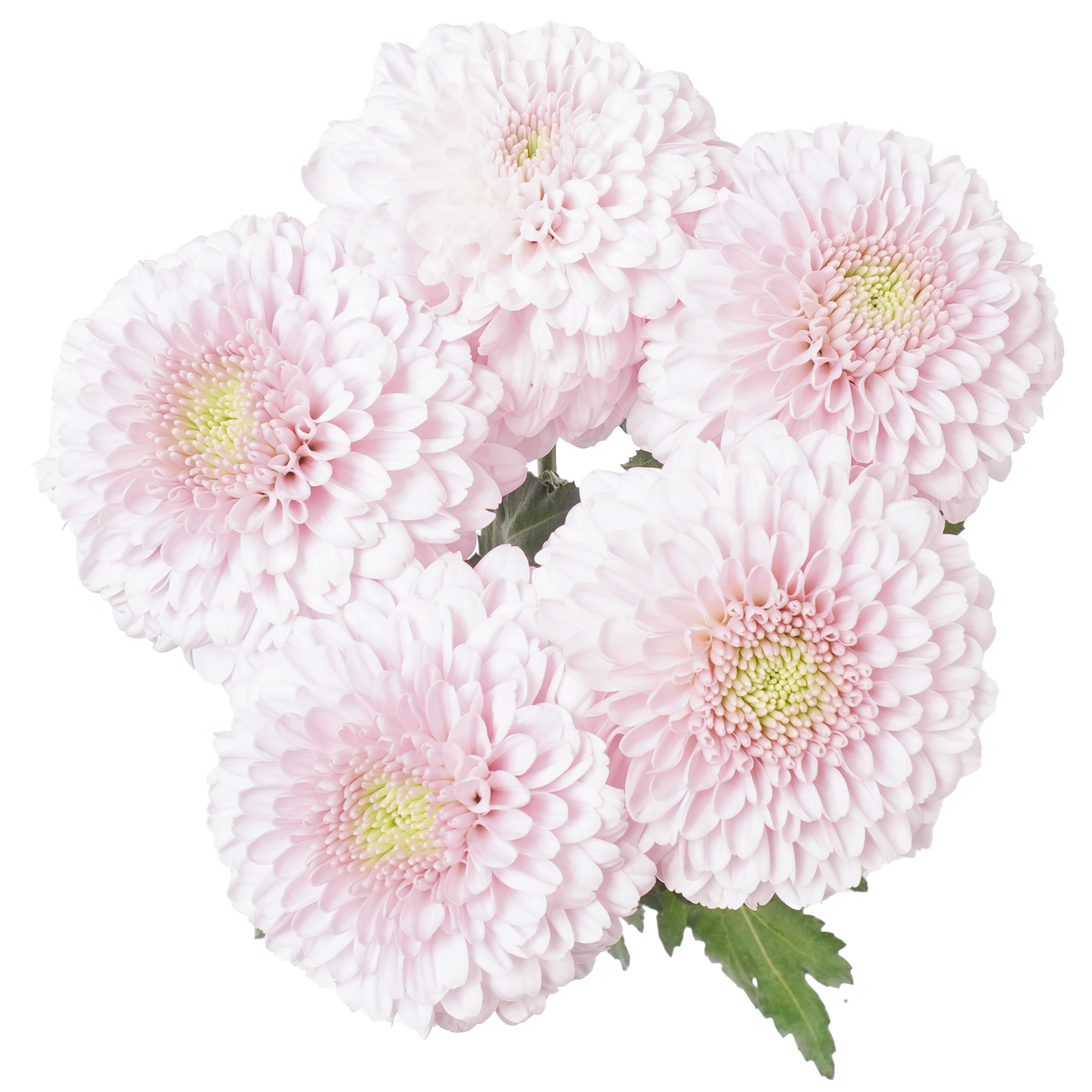 Bombon Chrysanthemum	Pink