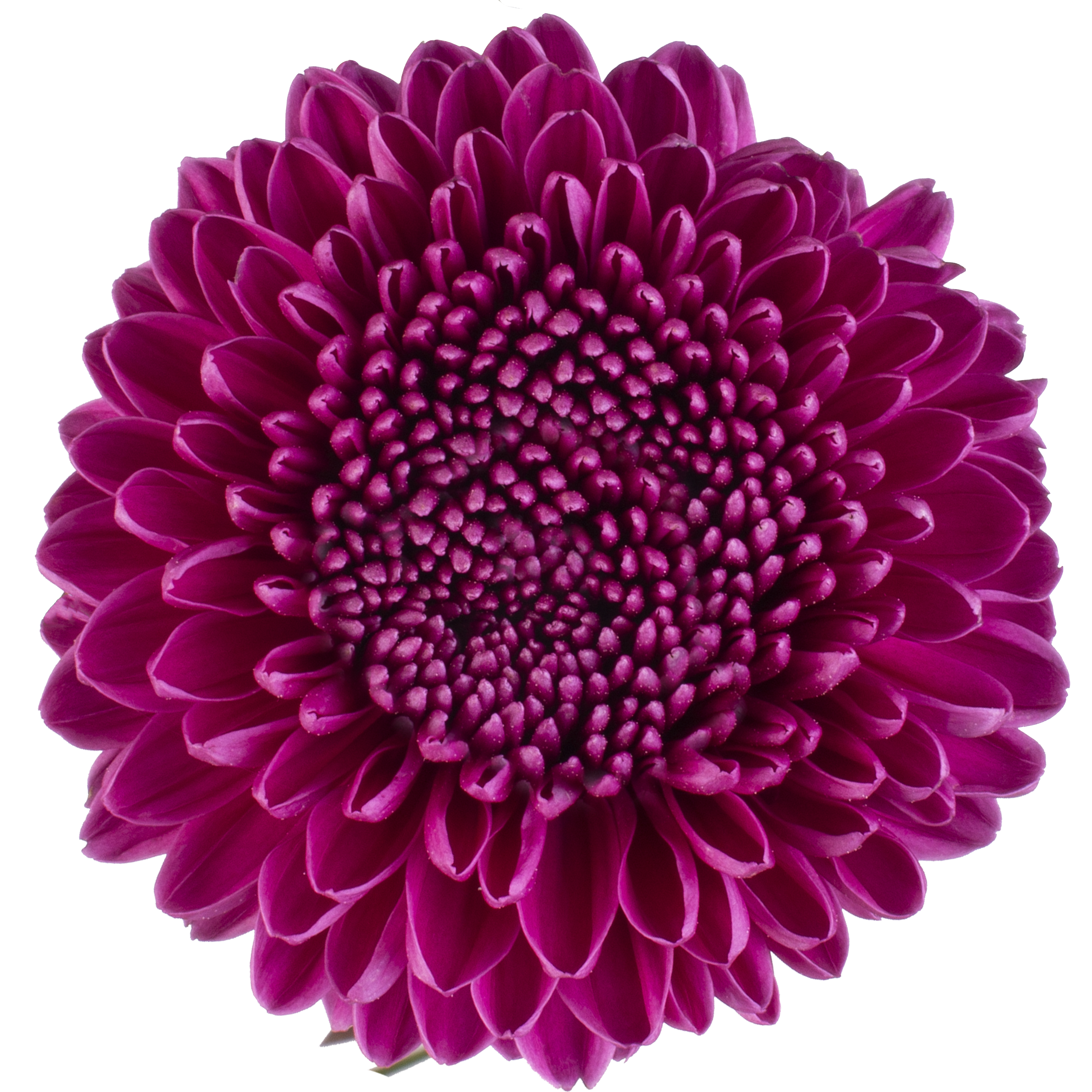 Bombon Chrysanthemum Purple