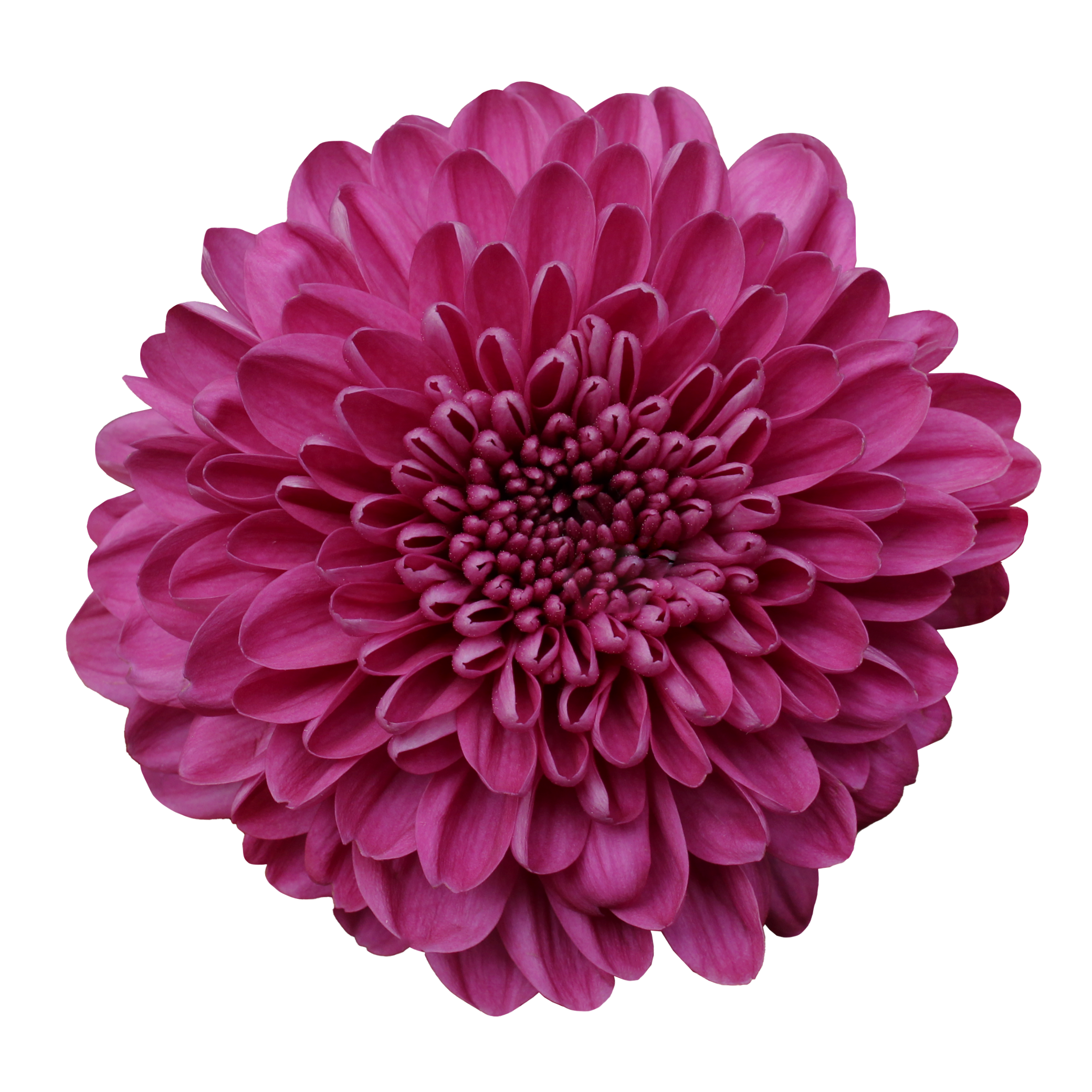 Bombon Chrysanthemum Purple