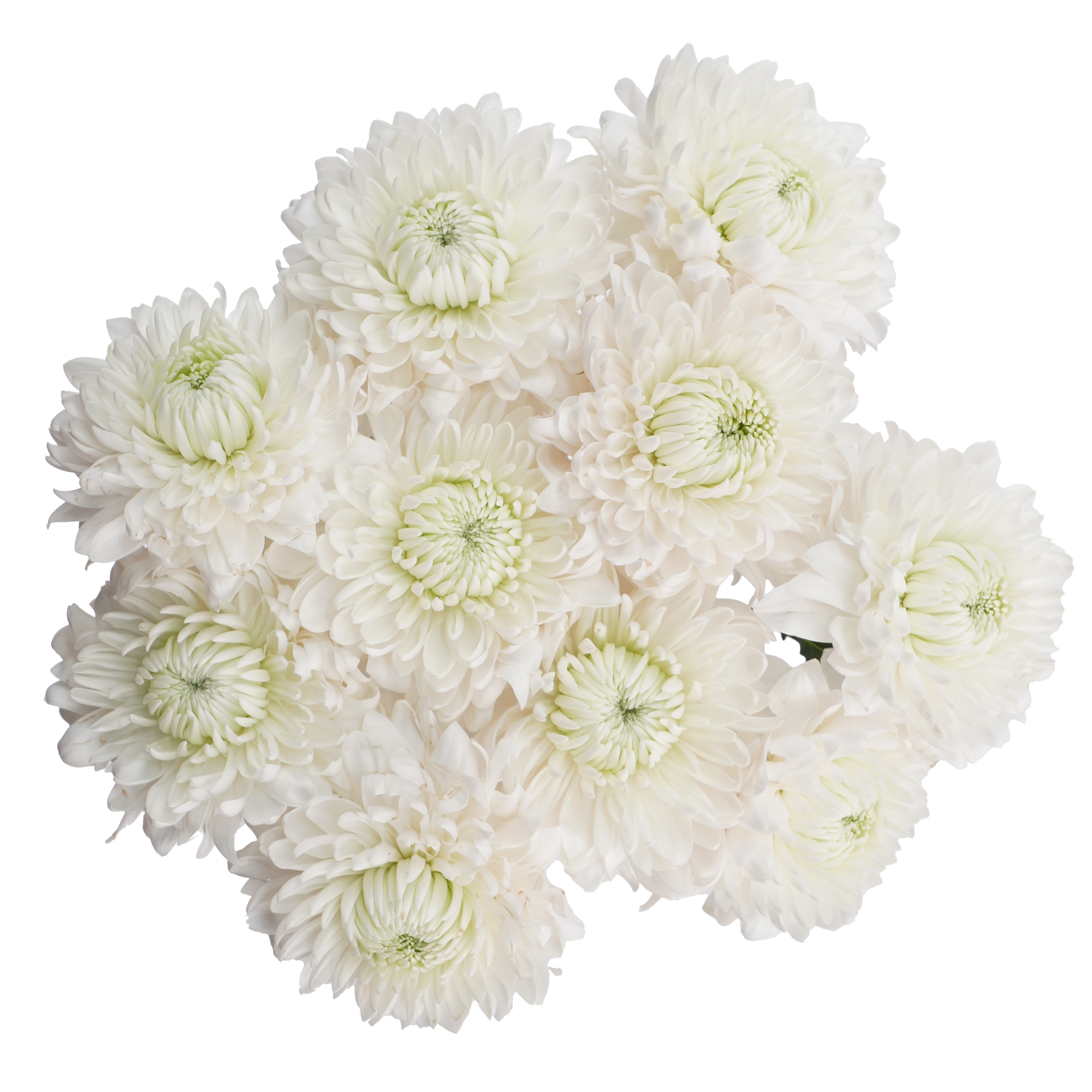 Bombon Chrysanthemum	White