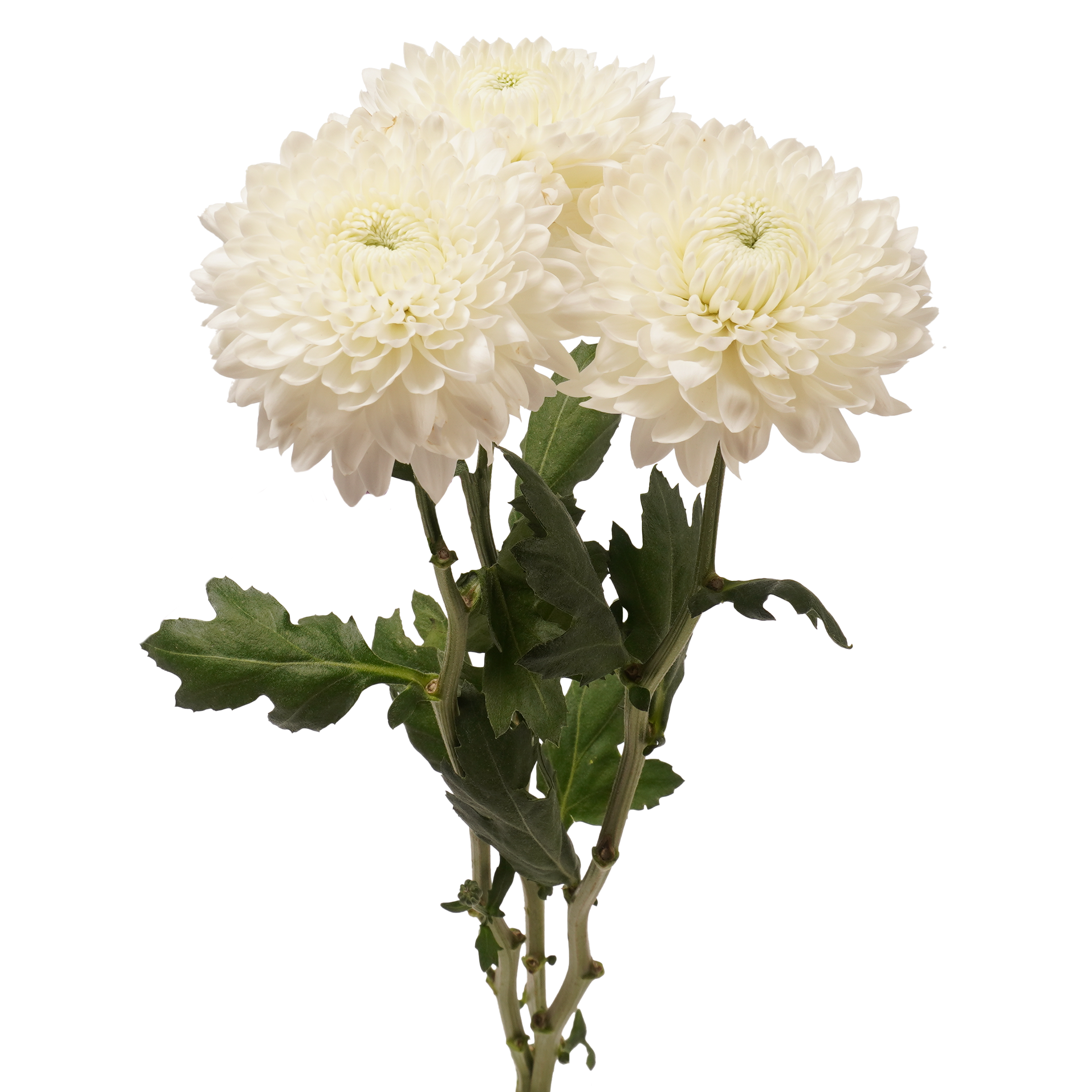 Bombon Chrysanthemum	White