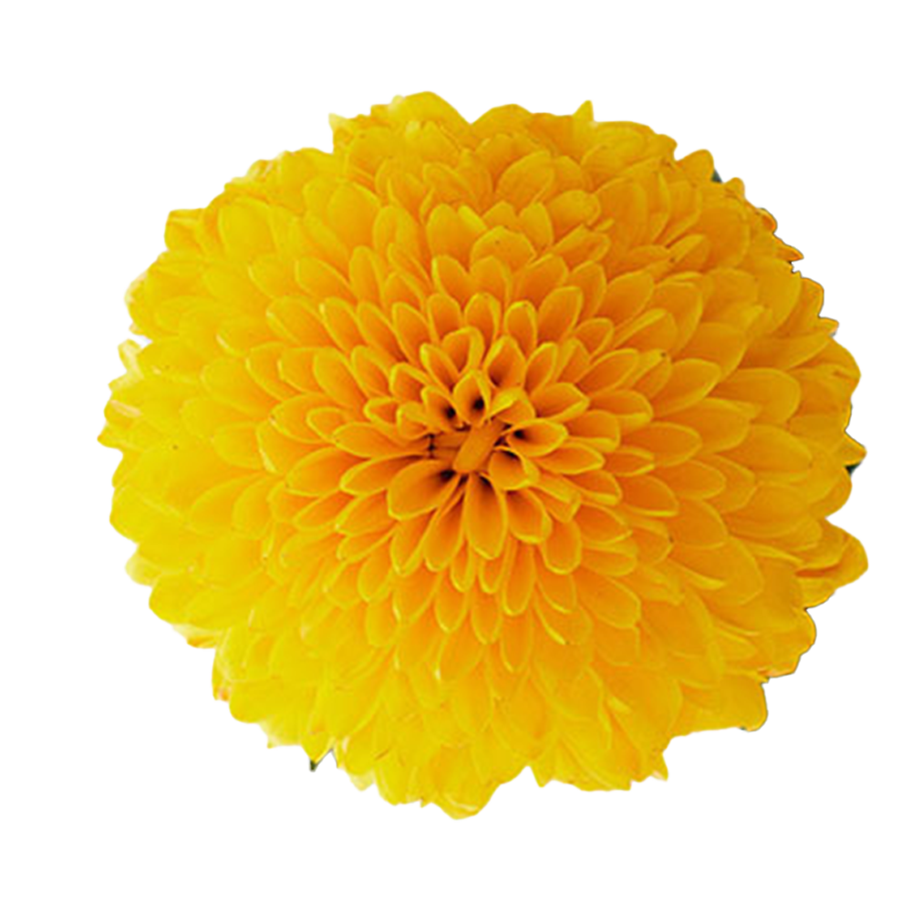 Bombon Chrysanthemum	Yellow