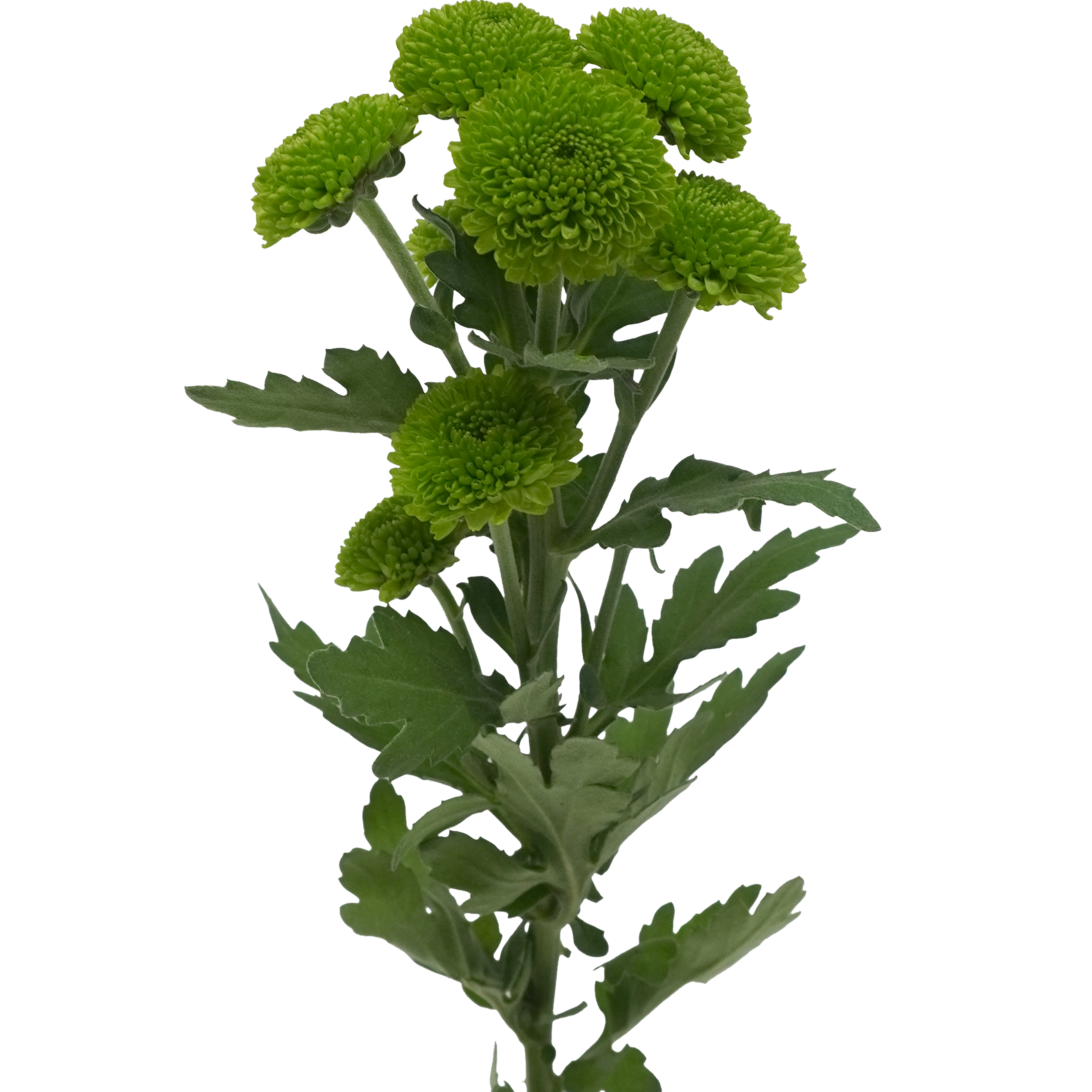 Button Chrysanthemum Green