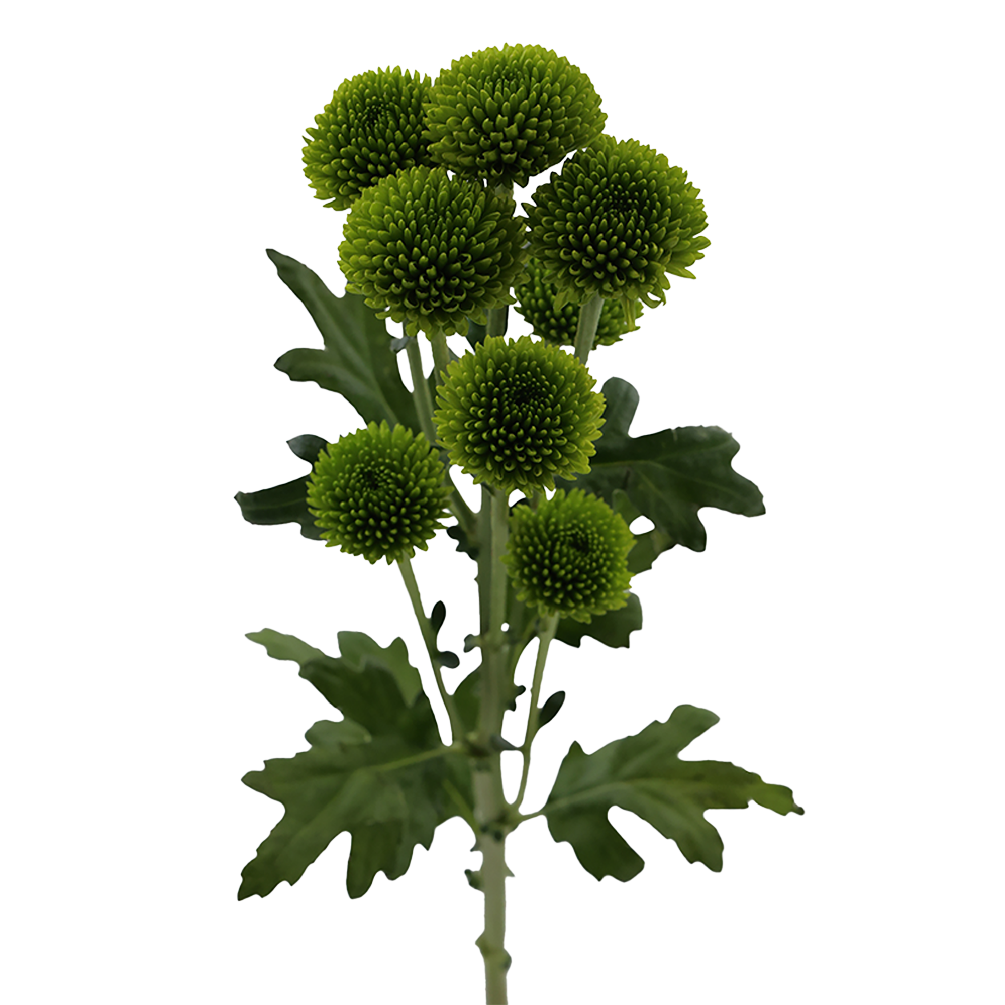 Button Chrysanthemum Green