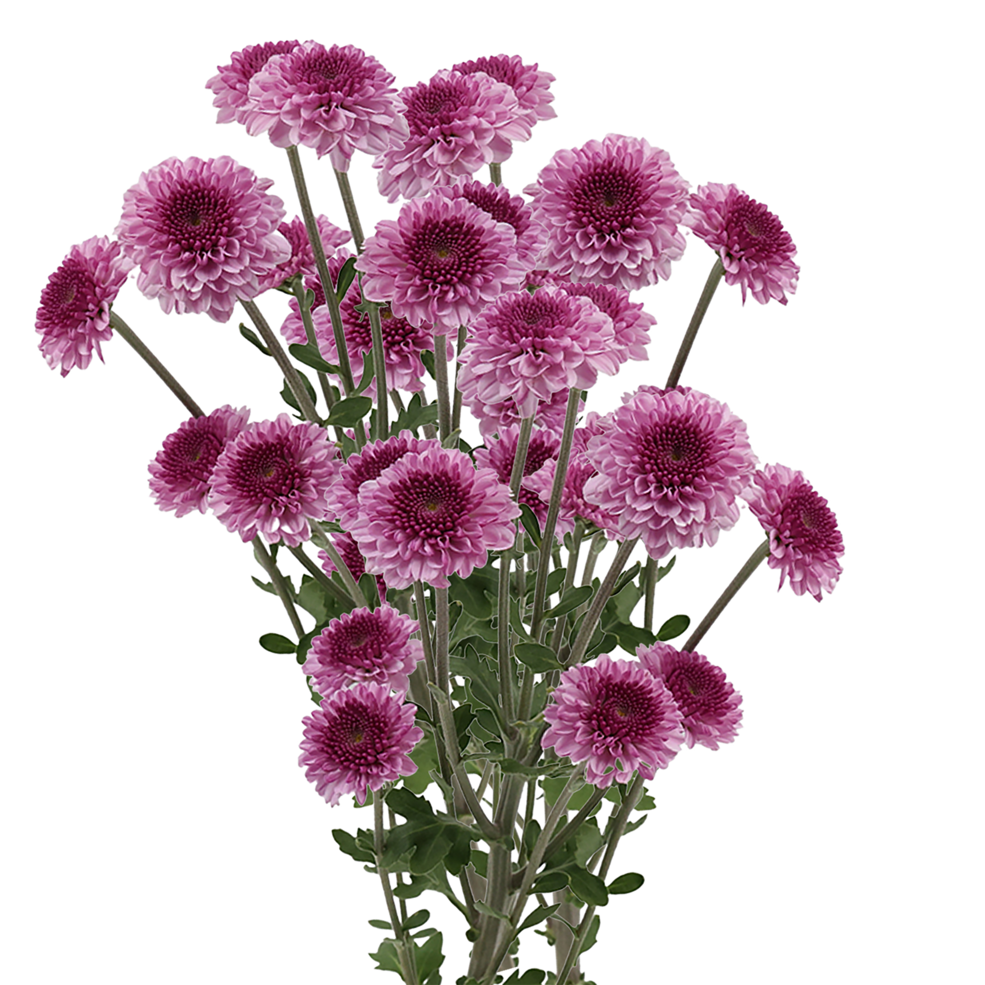 Button Chrysanthemum Pink
