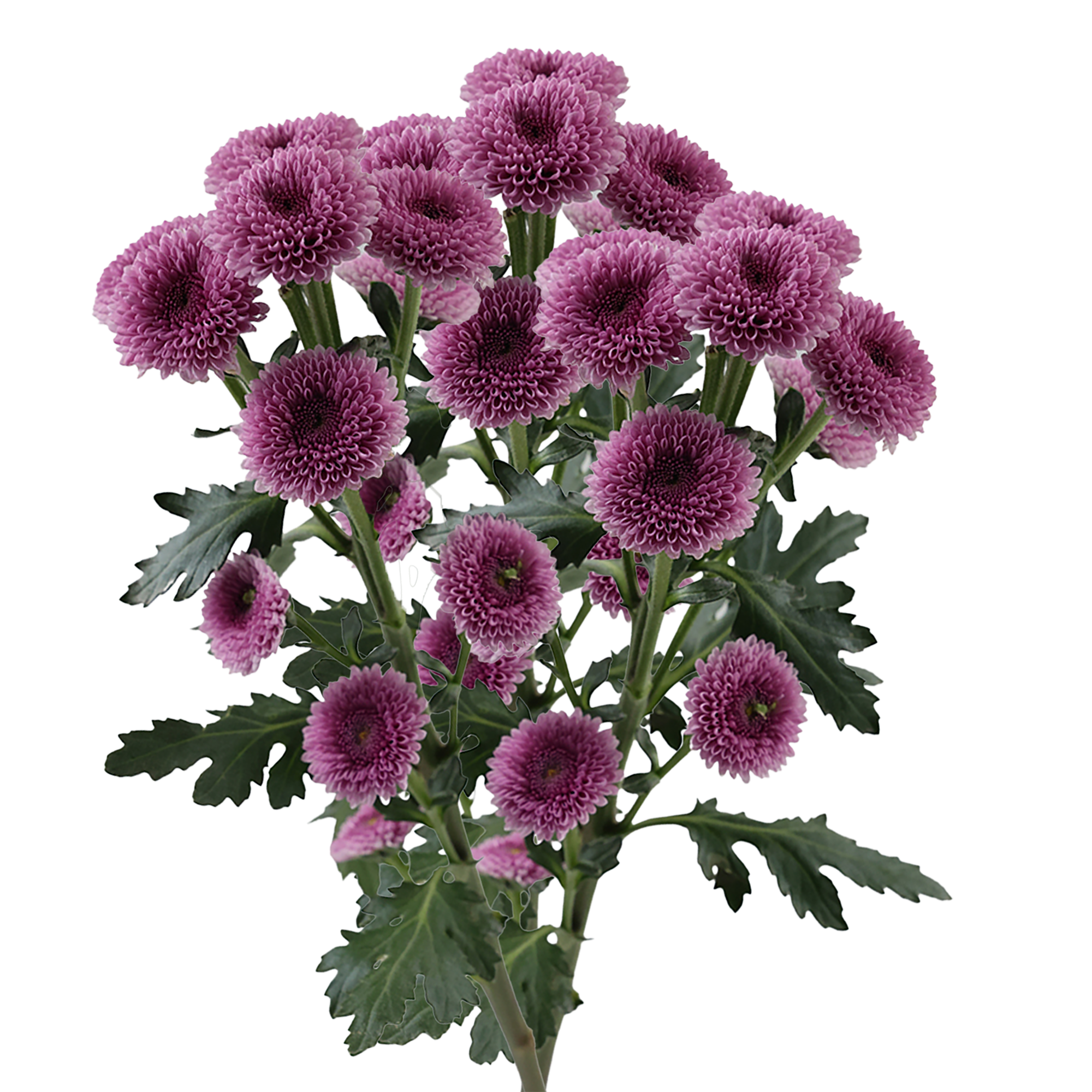 Button Chrysanthemum Pink
