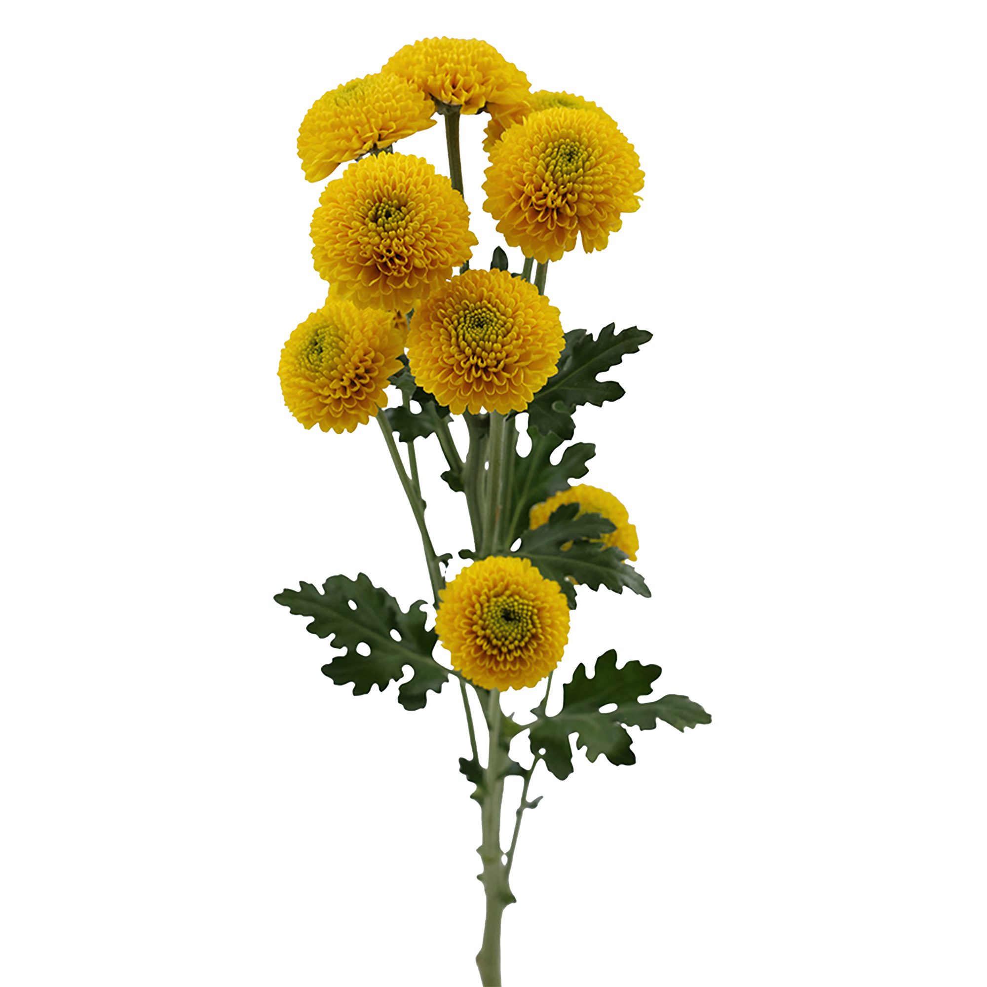 Button Chrysanthemum Yellow