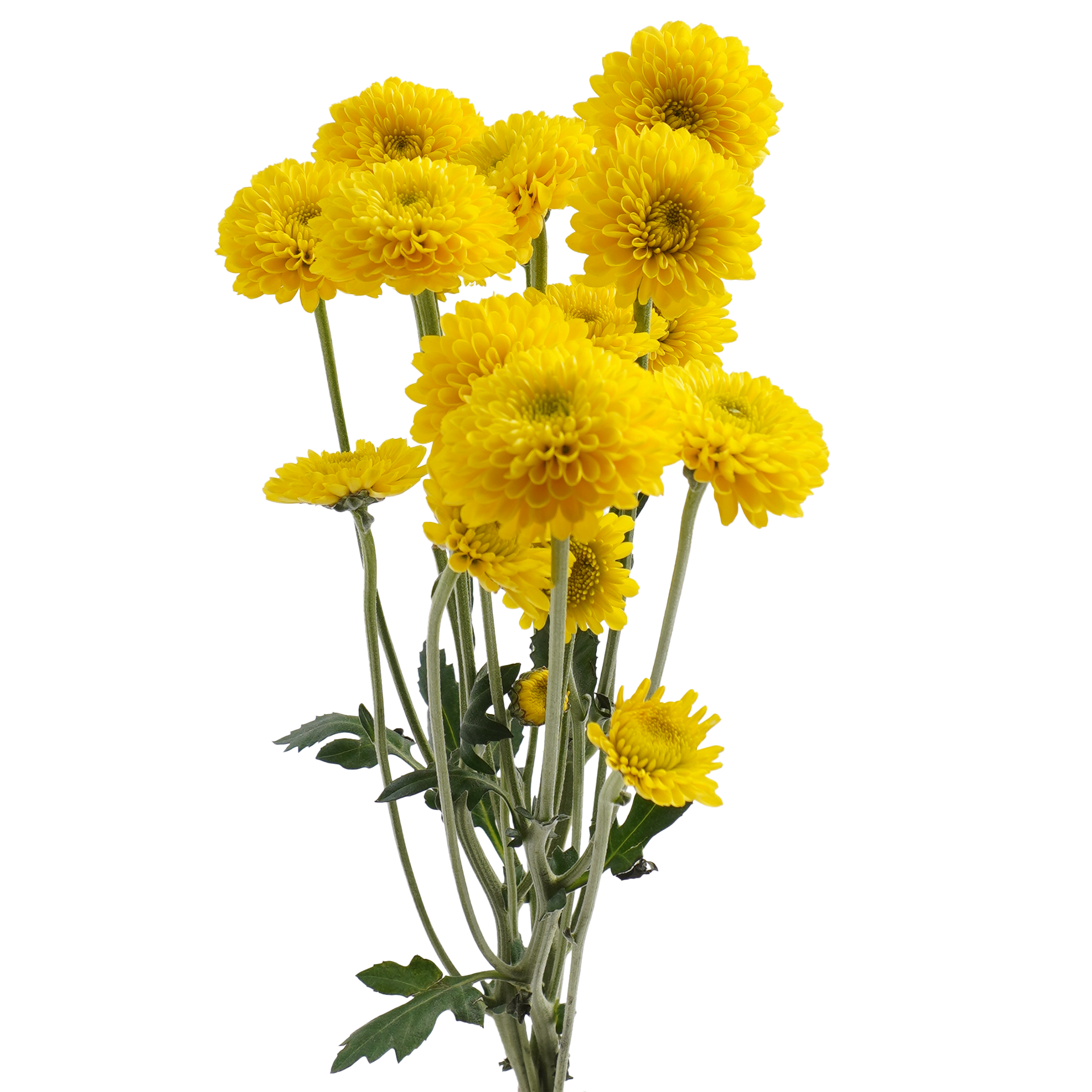 Button Chrysanthemum Yellow