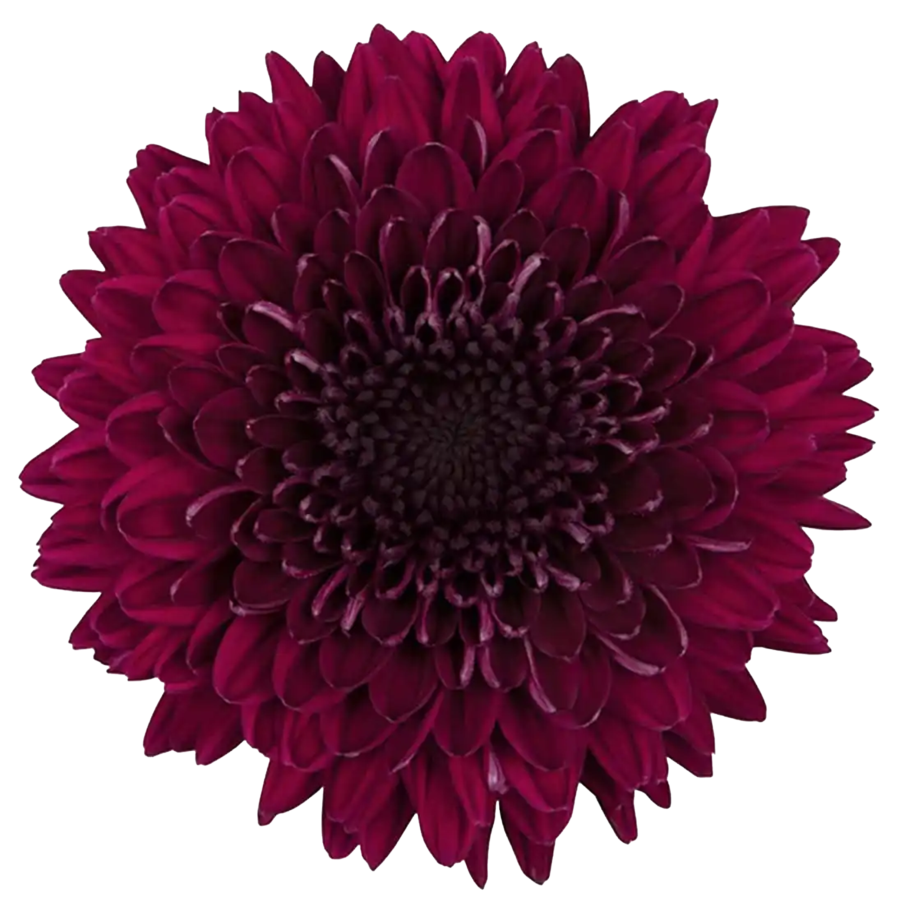 Cremon Solid Purple Cremon - Fresh Cut Flowers | WholesaleFlowers.net