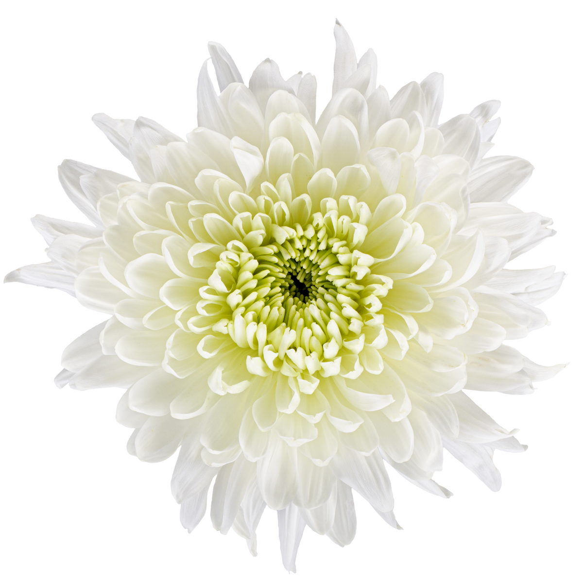Cremon Solid White Cremon - Fresh Cut Flowers | WholesaleFlowers.net