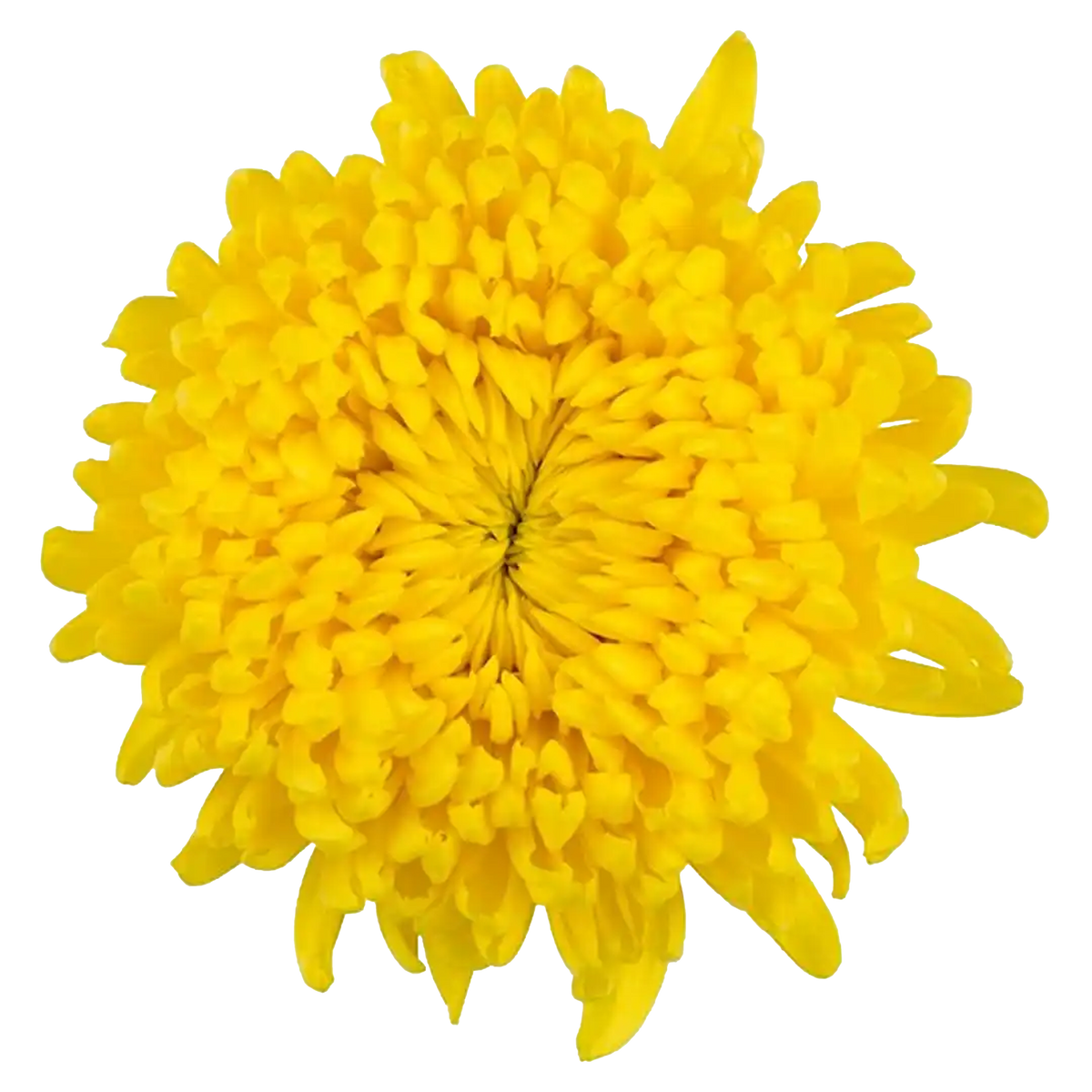 Cremon Solid Yellow Cremon - Fresh Cut Flowers | WholesaleFlowers.net