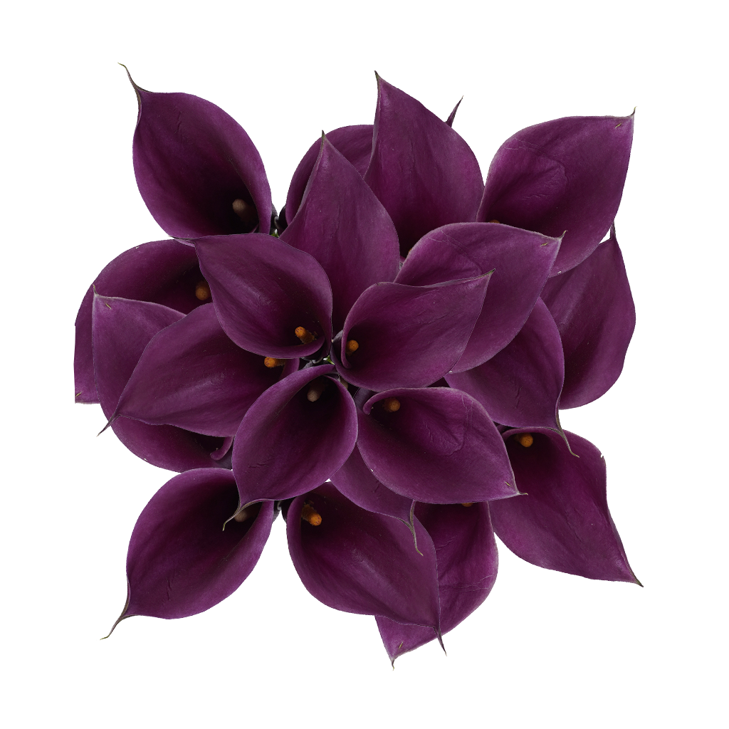 Mini Callas Purple