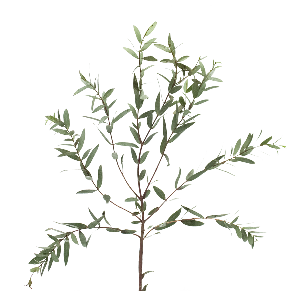 Eucalyptus Parvifolia - wholesaleFlowers.net