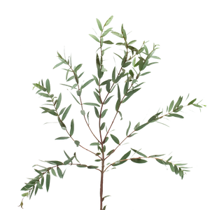 Eucalyptus Parvifolia - wholesaleFlowers.net