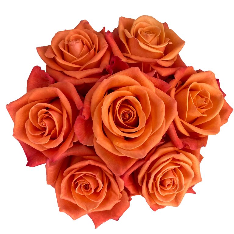 Orange Crush Roses