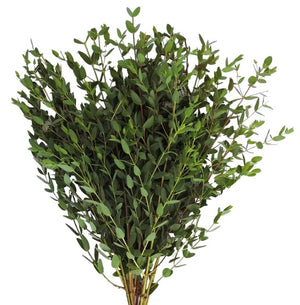 Eucalyptus Parvifolia - wholesaleFlowers.net