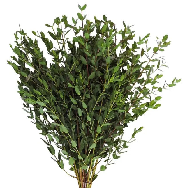 Eucalyptus Parvifolia - wholesaleFlowers.net