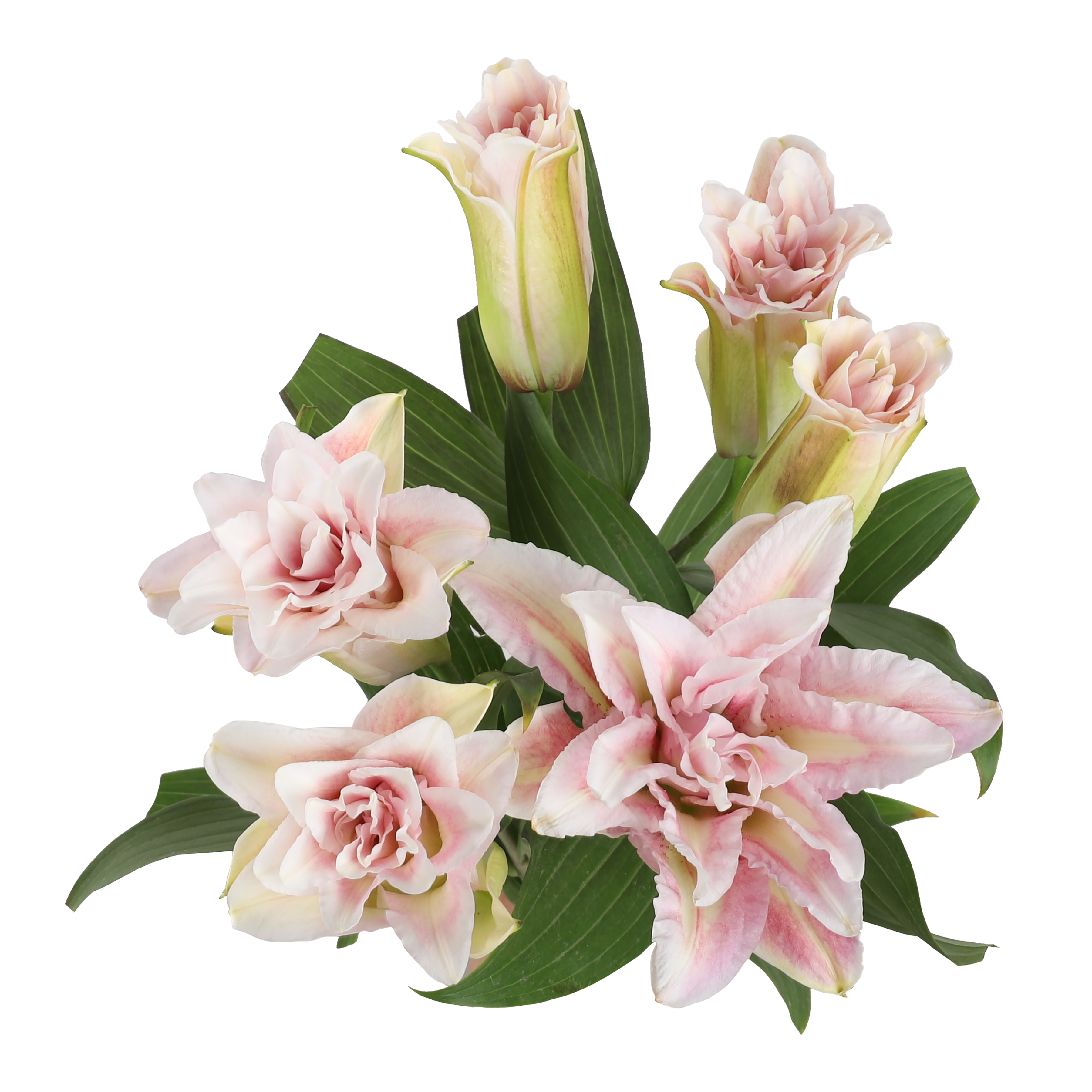 Roselily Pink