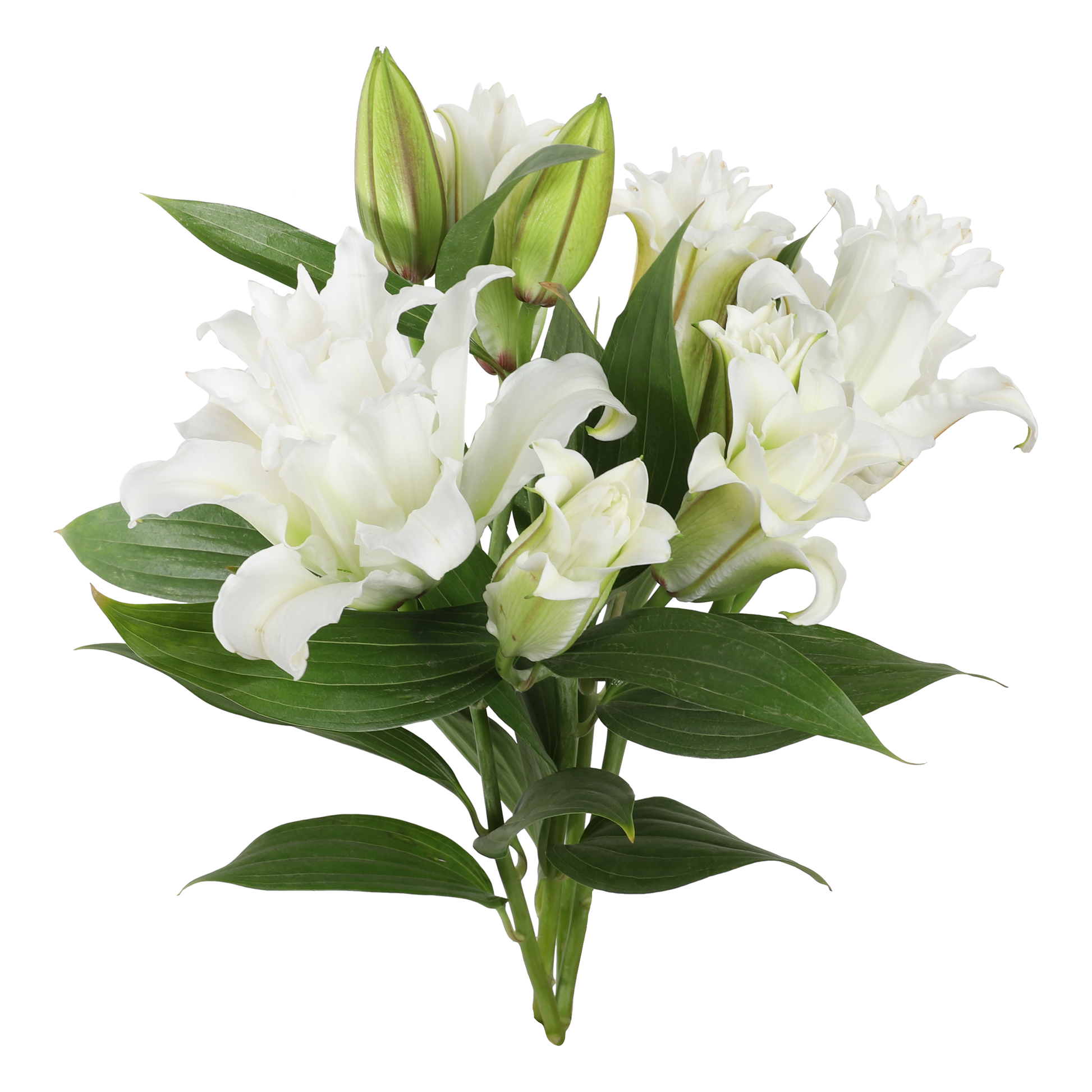 rose lily flower for sale White Roselily - Fresh Cut Flowers