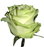 Roses Green Moonstone - BloomsyShop.com