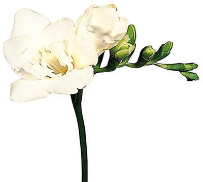 Freesias White - BloomsyShop.com