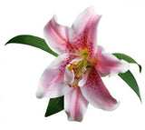 Oriental Lilies Medium Pink - BloomsyShop.com