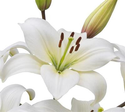Asiatic Lilies White - BloomsyShop.com