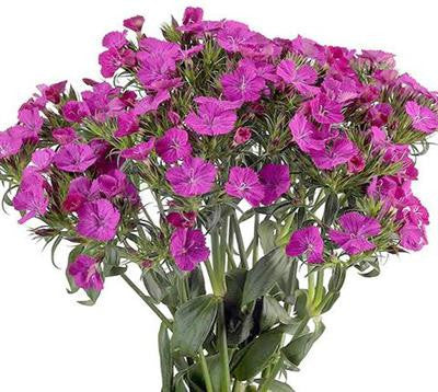 Dianthus Amazon Purple - BloomsyShop.com