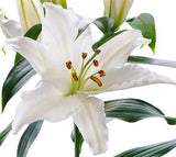 Oriental Lilies White - BloomsyShop.com