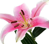 Oriental Lilies Medium Pink - BloomsyShop.com