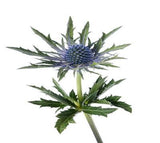 Eryngium Purple - BloomsyShop.com