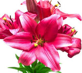 Asiatic Lilies Burgundy - BloomsyShop.com