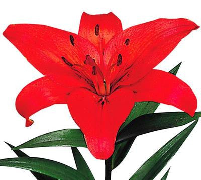 Asiatic Lilies Red - BloomsyShop.com