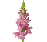 Snapdragon Pink - BloomsyShop.com